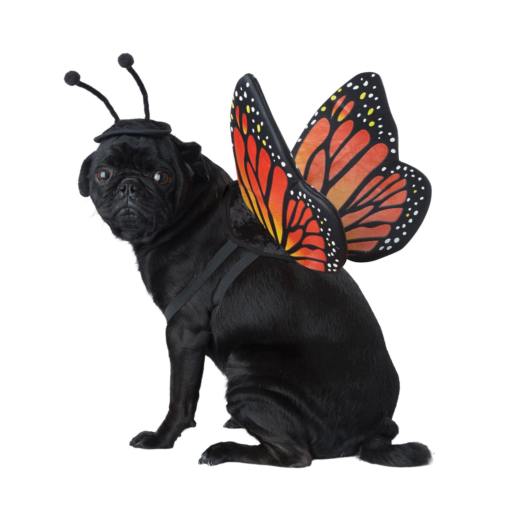 Monarch Butterfly Pet Costume | Medium