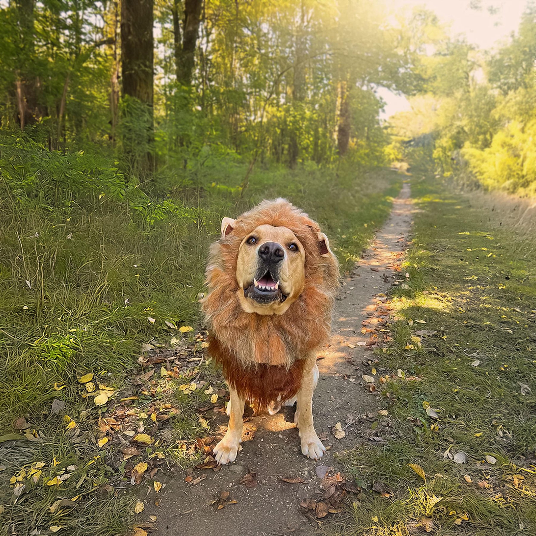 King of the Jungle Lion Dog Costume
