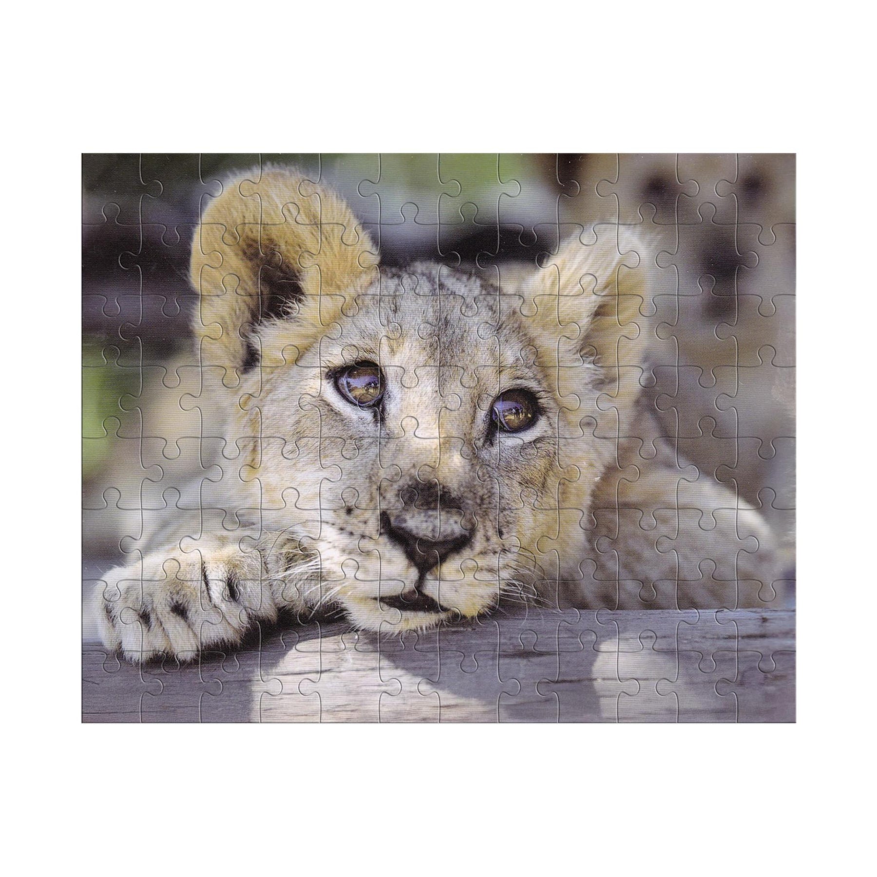 Lion 100 Piece Photographic Collection Jigsaw Puzzle