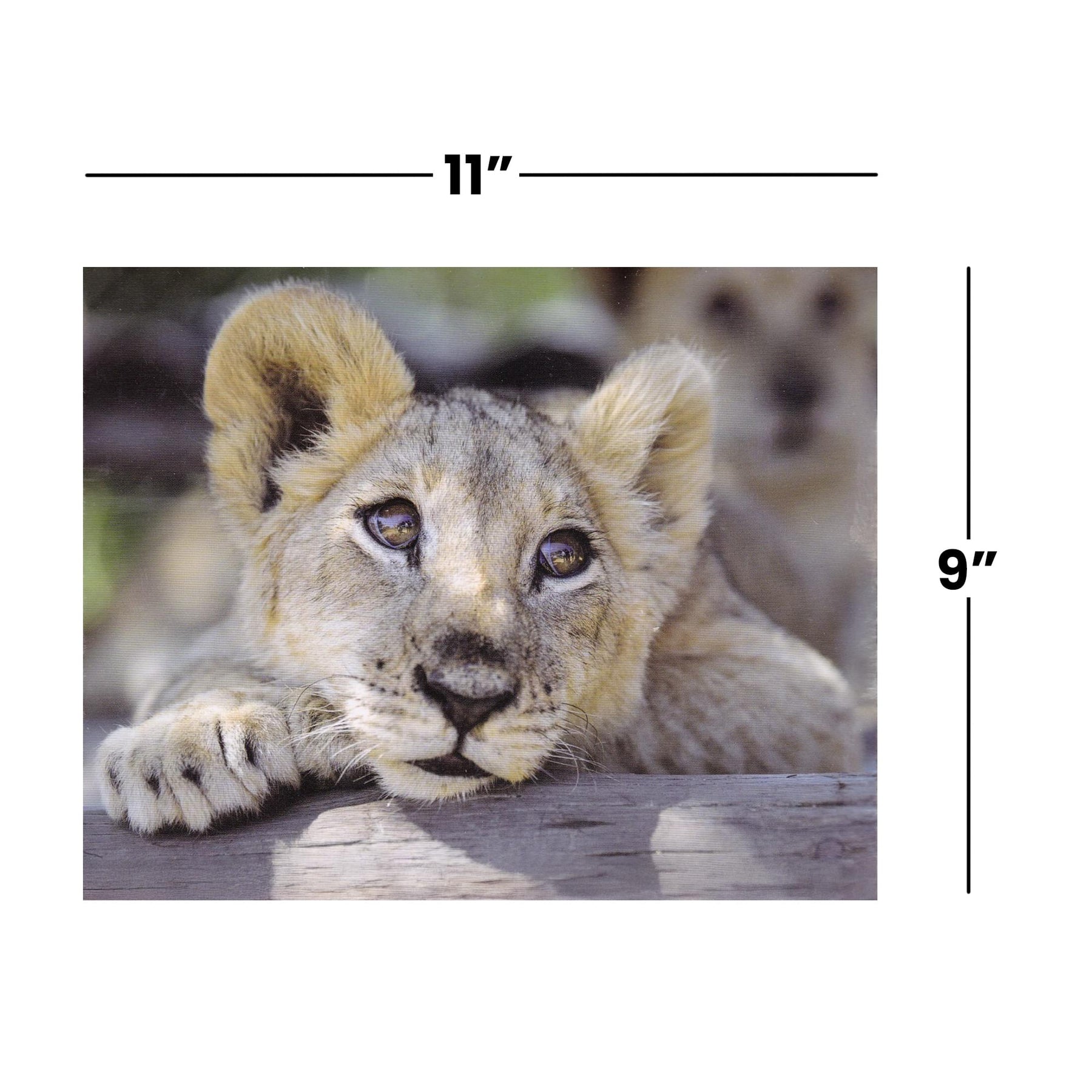 Lion 100 Piece Photographic Collection Jigsaw Puzzle
