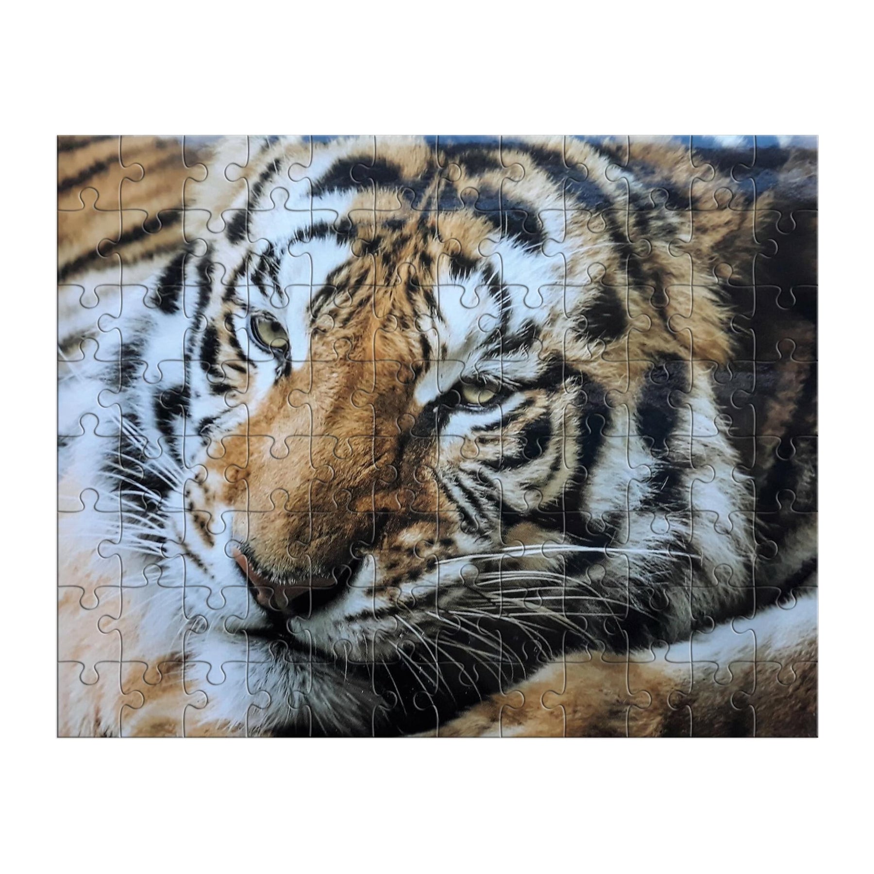 Tiger 100 Piece Photographic Collection Jigsaw Puzzle