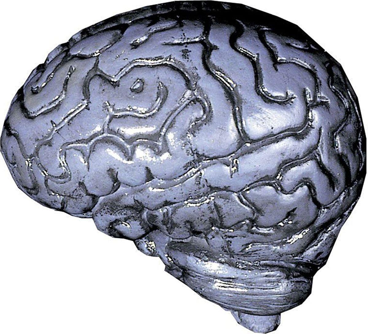Brain-Human Grey