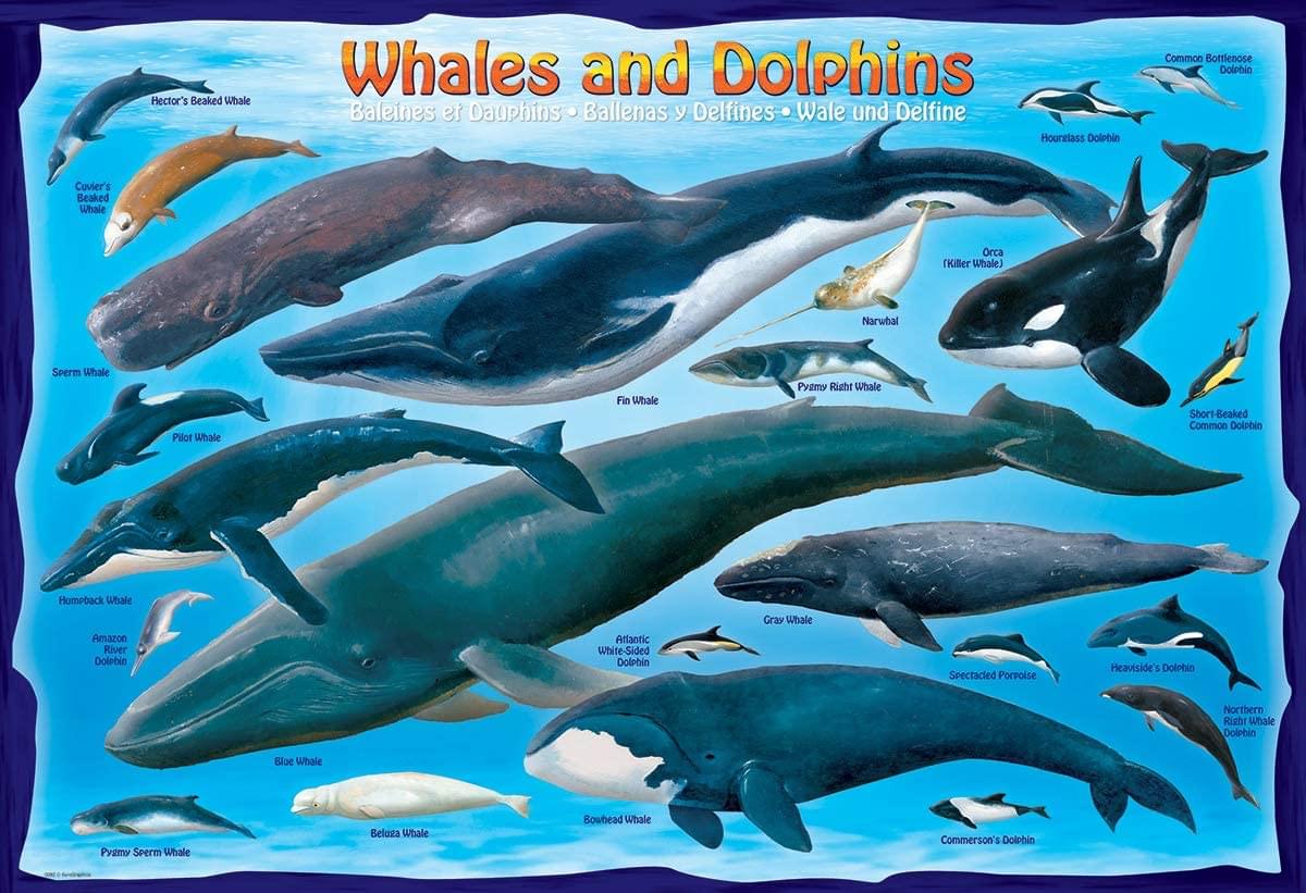 Whales & Dolphins 100 Piece Jigsaw Puzzle