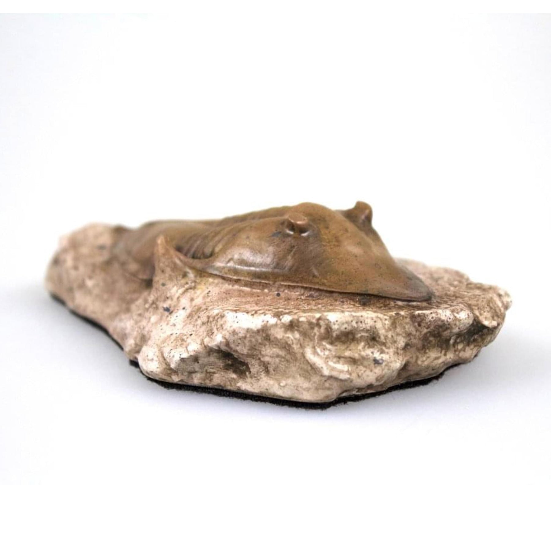 Smithsonian Trilobite in Sandstone Full-Scale Resin Fossil Replica