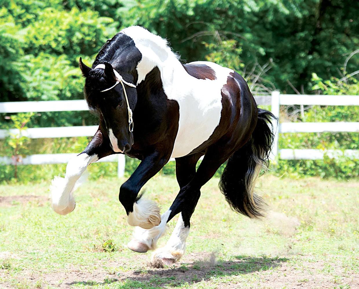 Breyer Traditional 1:9 Scale Model Horse | Battlefield Angle HP
