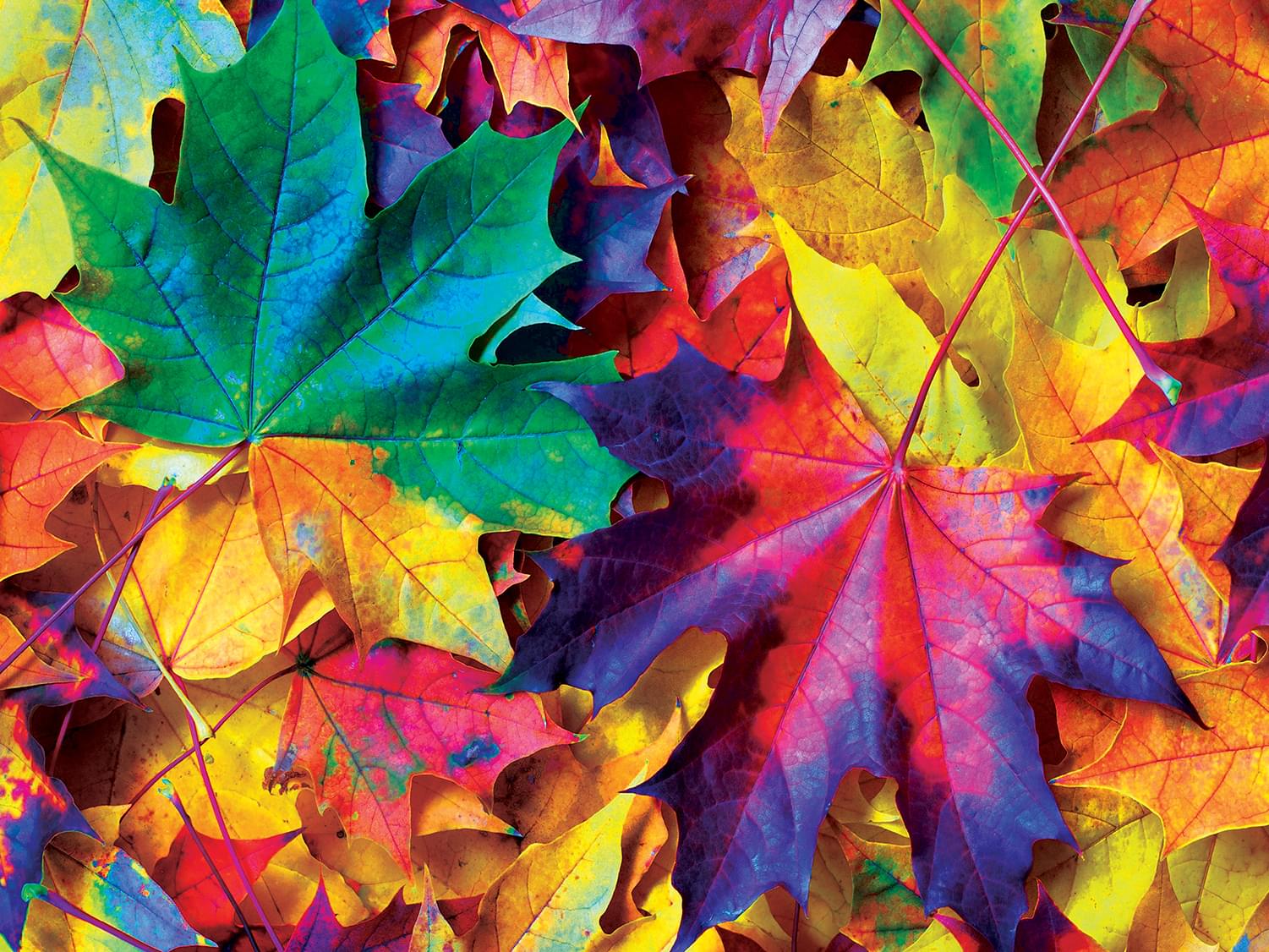 Fall Frenzy 550 Piece Jigsaw Puzzle