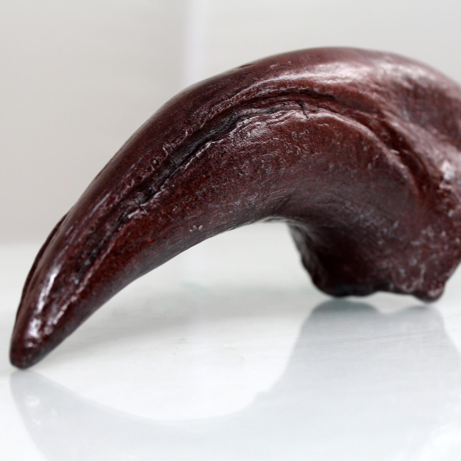 Allosaurus Toe Claw Resin Fossil Replica