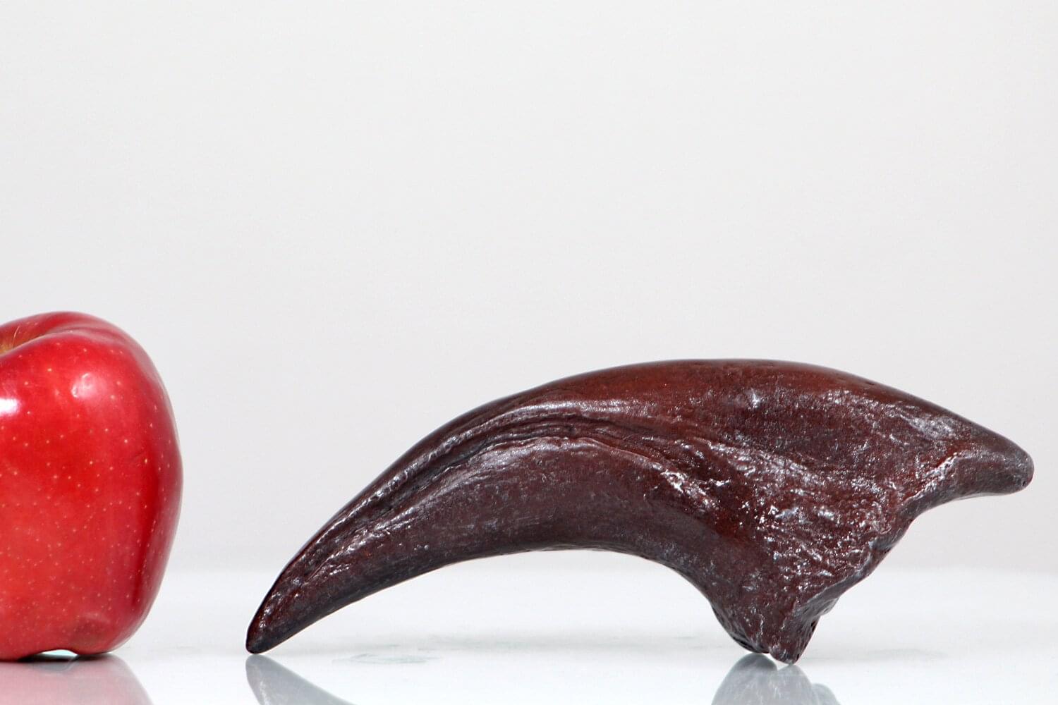 Allosaurus Toe Claw Resin Fossil Replica