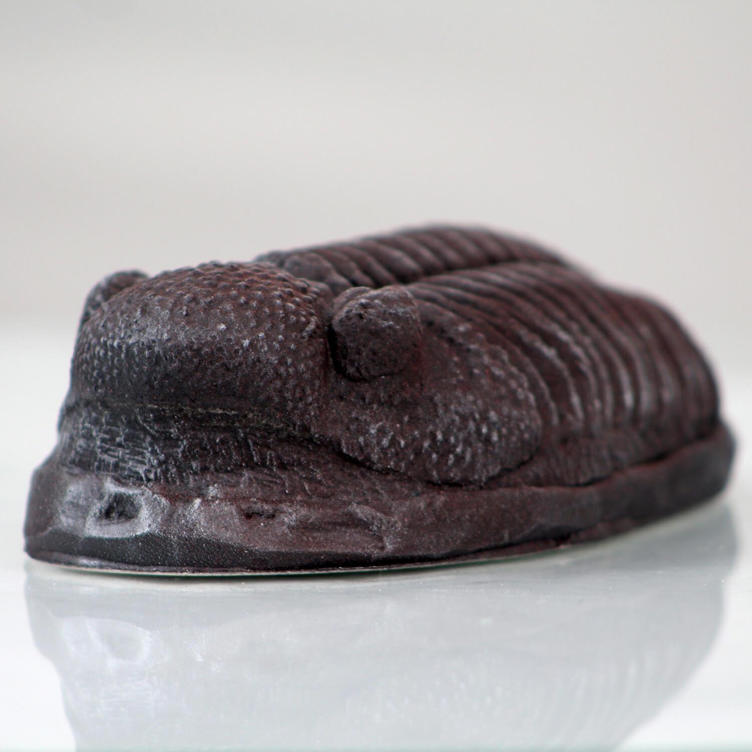 Trilobite Magnet Resin Fossil Replica