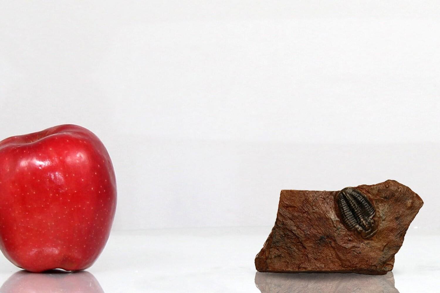 Small Trilobite in Stone Resin Fossil Replica