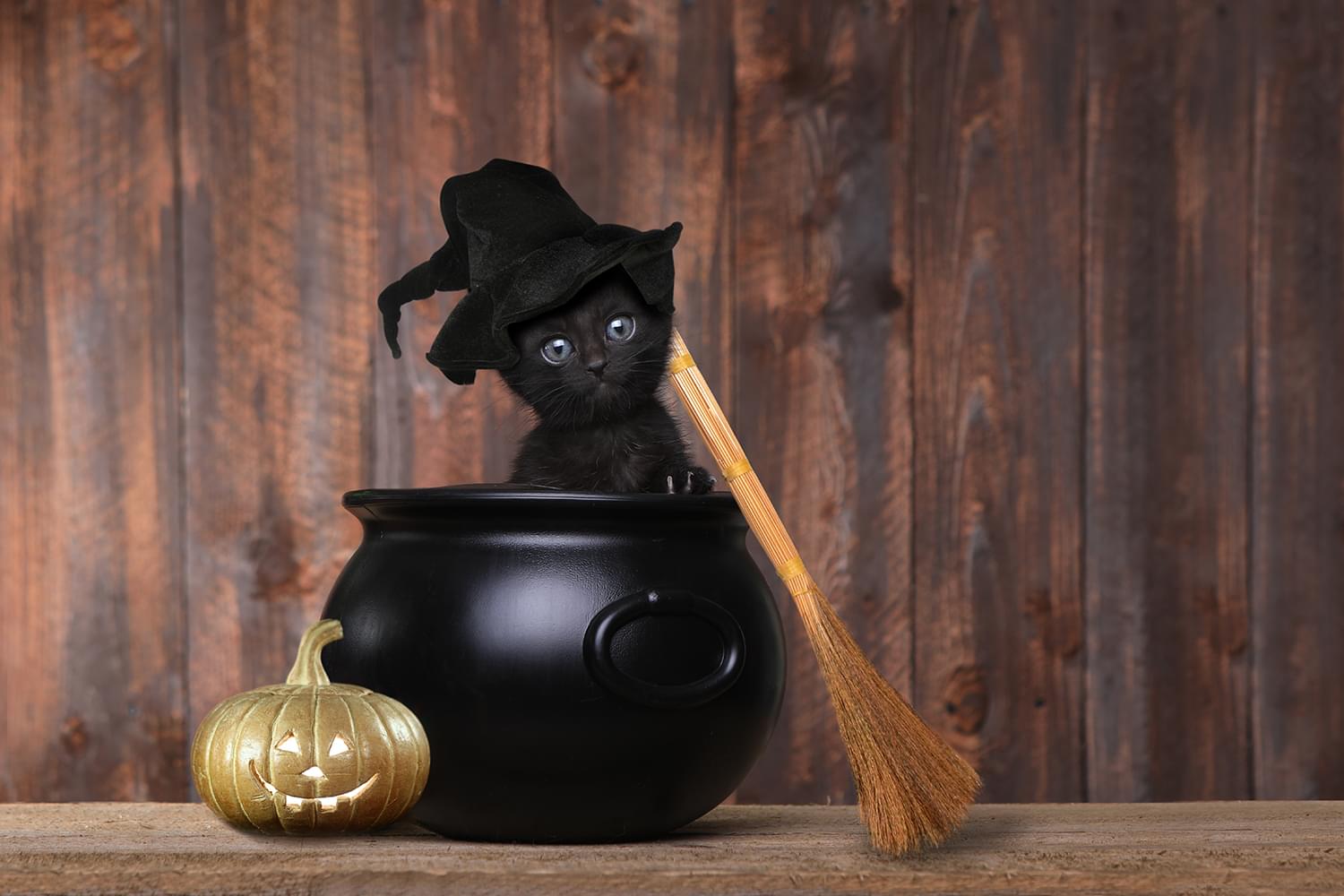 Spooky Kitty Halloween Black Cat 1000 Piece Jigsaw Puzzle