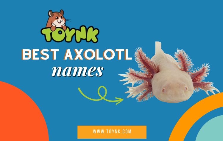Best Axolotl Names