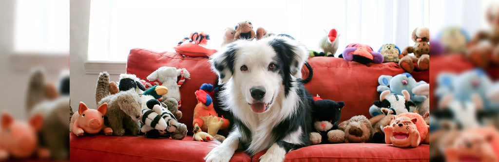 Washing stuffed sales dog toys
