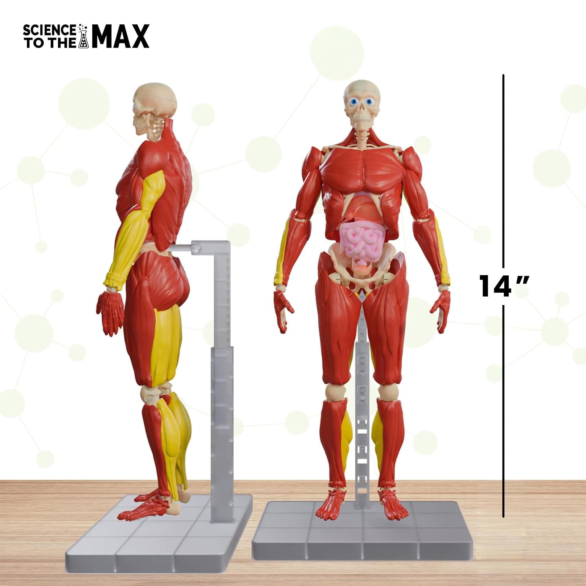 Science To The Max 60-Piece Poseable Human Anatomy Figure | 14 Inches