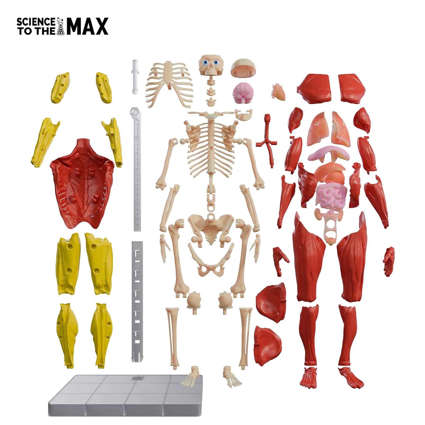 Science To The Max 60-Piece Poseable Human Anatomy Figure | 14 Inches
