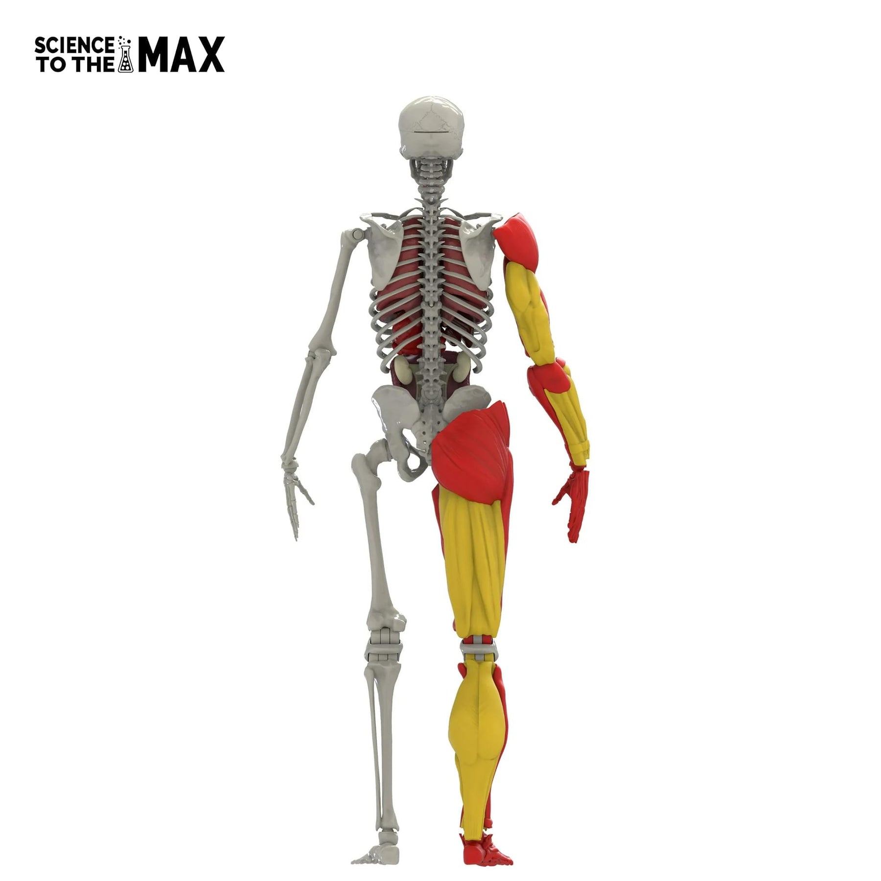 Science To The Max 60-Piece Poseable Human Anatomy Figure | 14 Inches