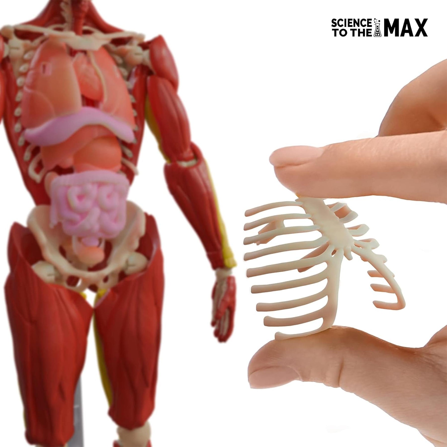 Science To The Max 60-Piece Poseable Human Anatomy Figure | 14 Inches