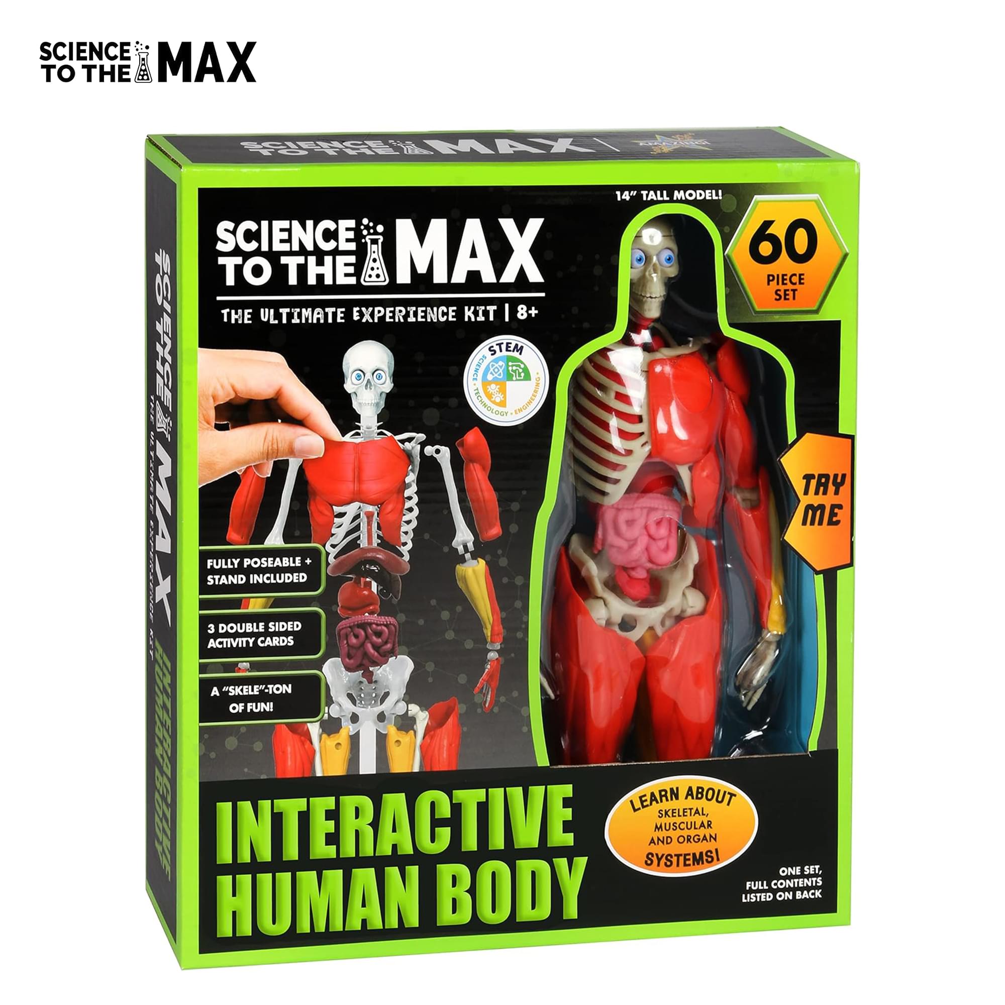 Science To The Max 60-Piece Poseable Human Anatomy Figure | 14 Inches