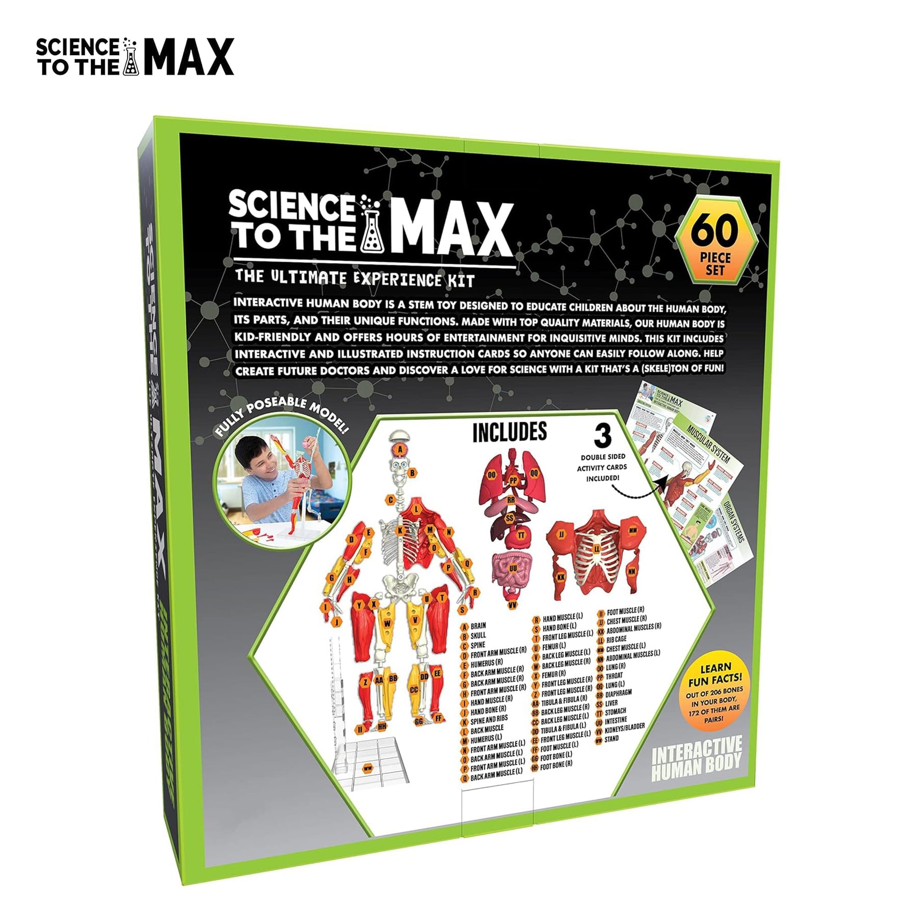 Science To The Max 60-Piece Poseable Human Anatomy Figure | 14 Inches