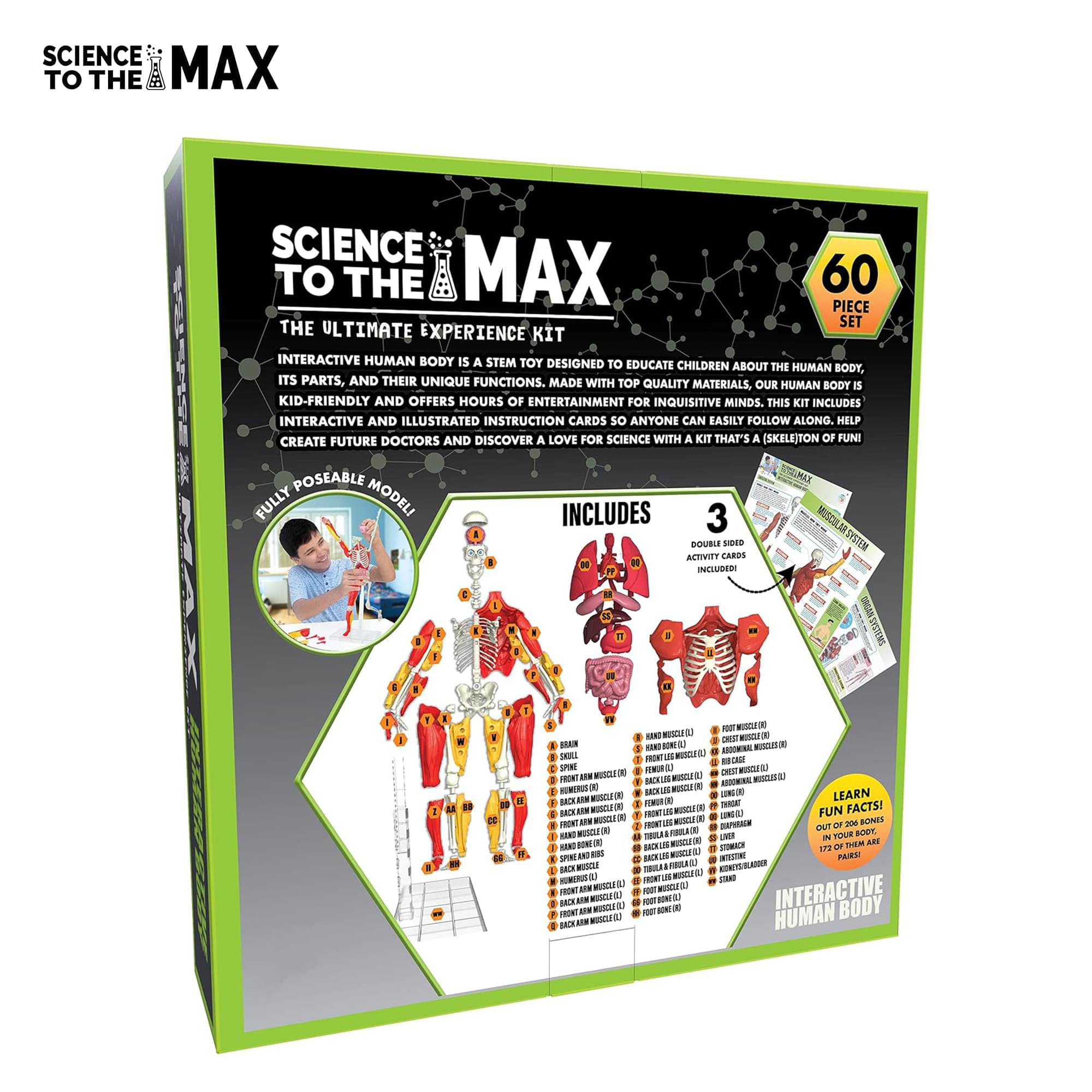 Science To The Max 60-Piece Poseable Human Anatomy Figure | 14 Inches
