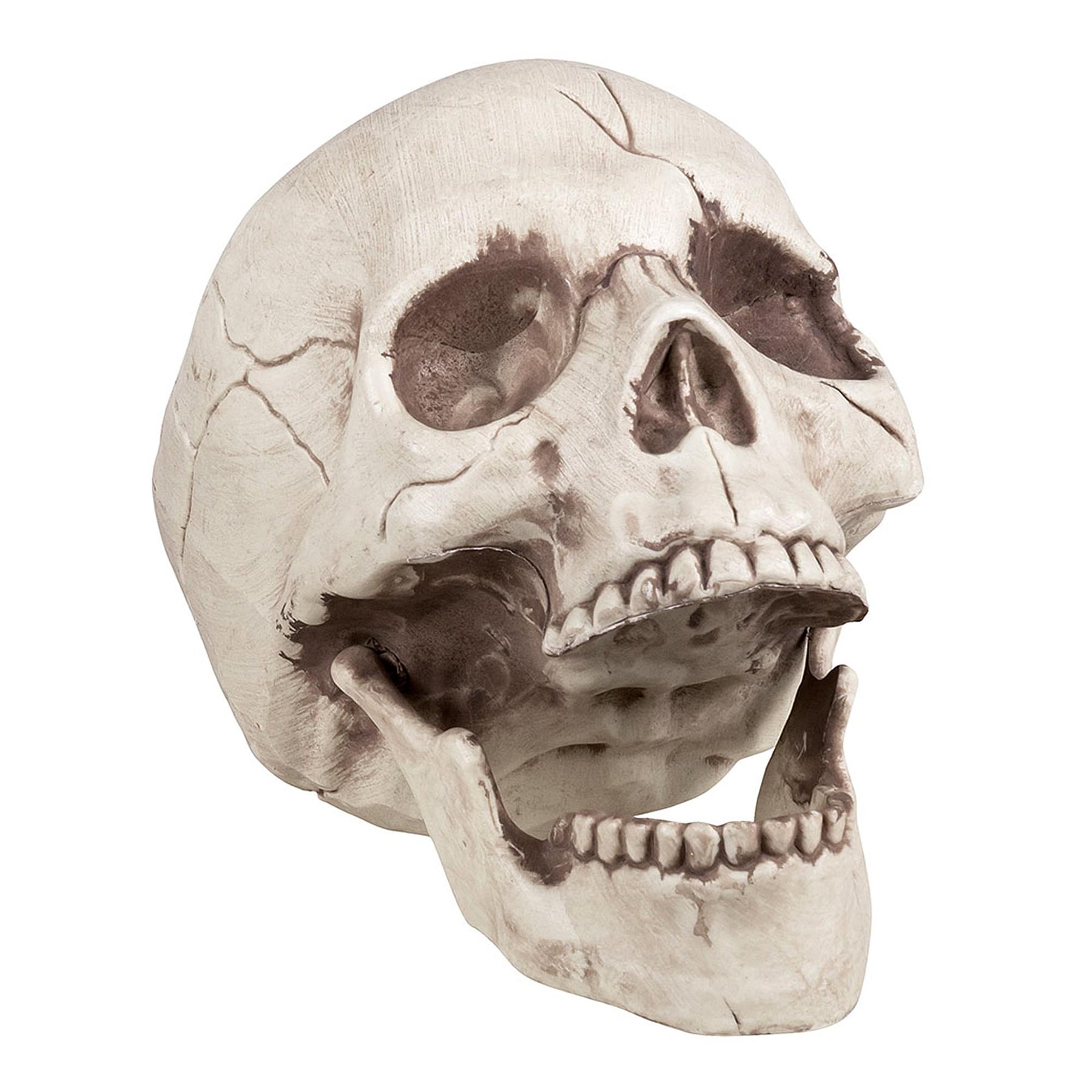 Skull With Movable Jaw Halloween Decoration
