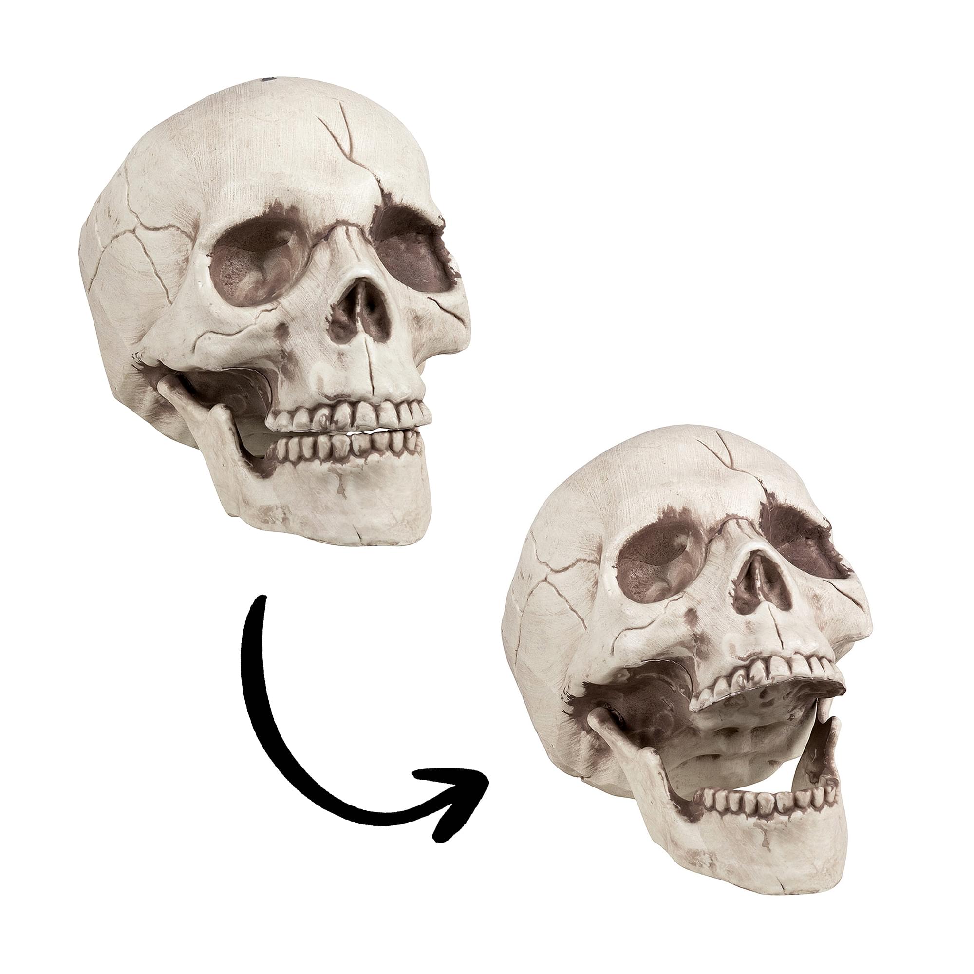 Skull With Movable Jaw Halloween Decoration