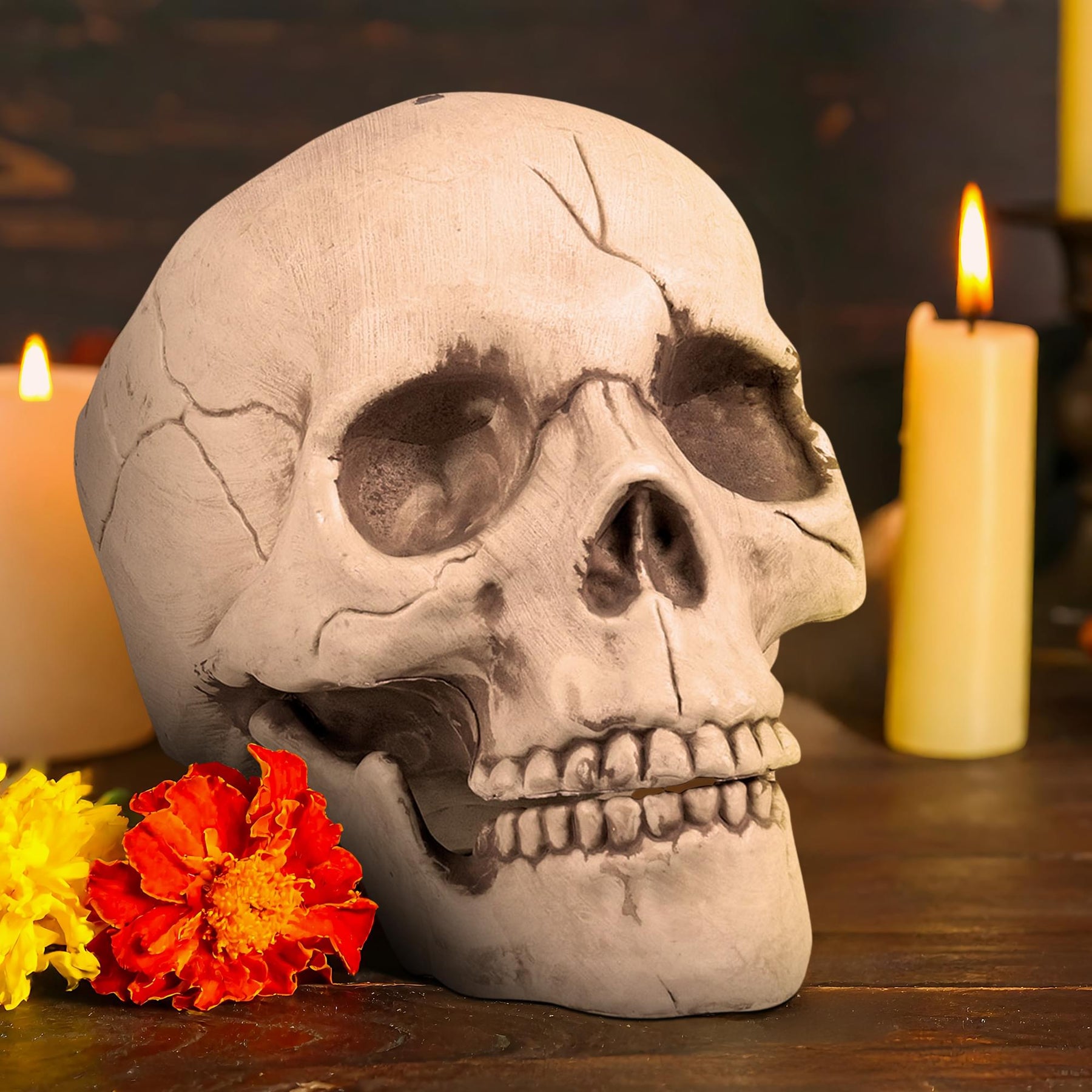Skull With Movable Jaw Halloween Decoration