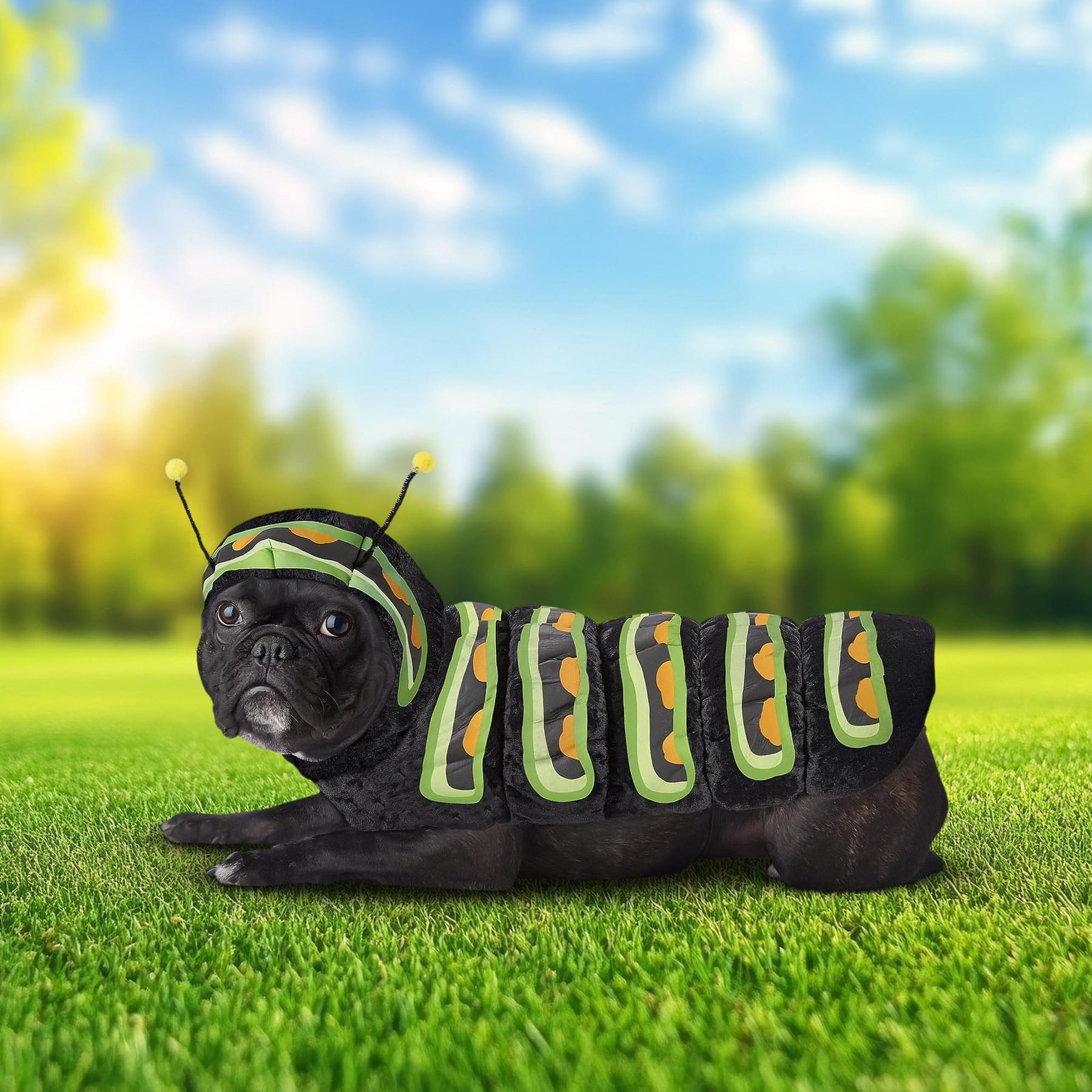 Caterpillar