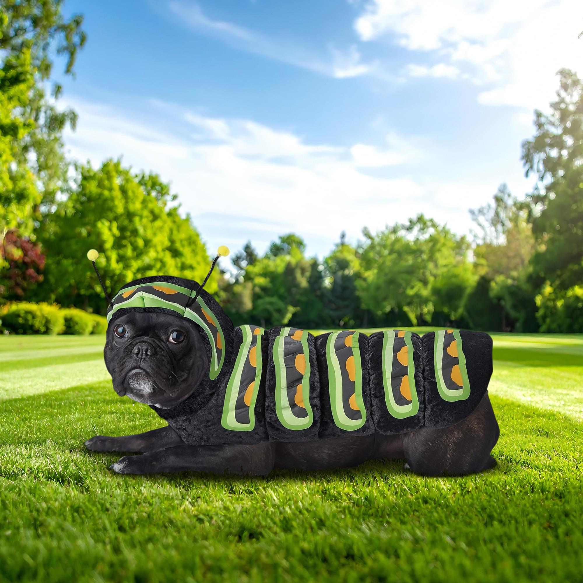 Caterpillar