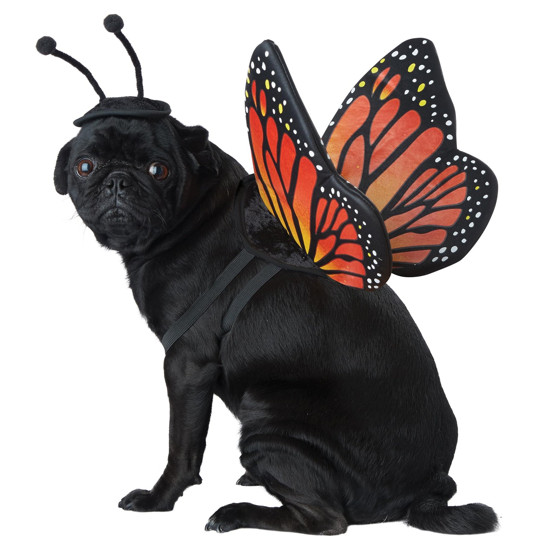 Monarch Butterfly Pet Costume | Medium