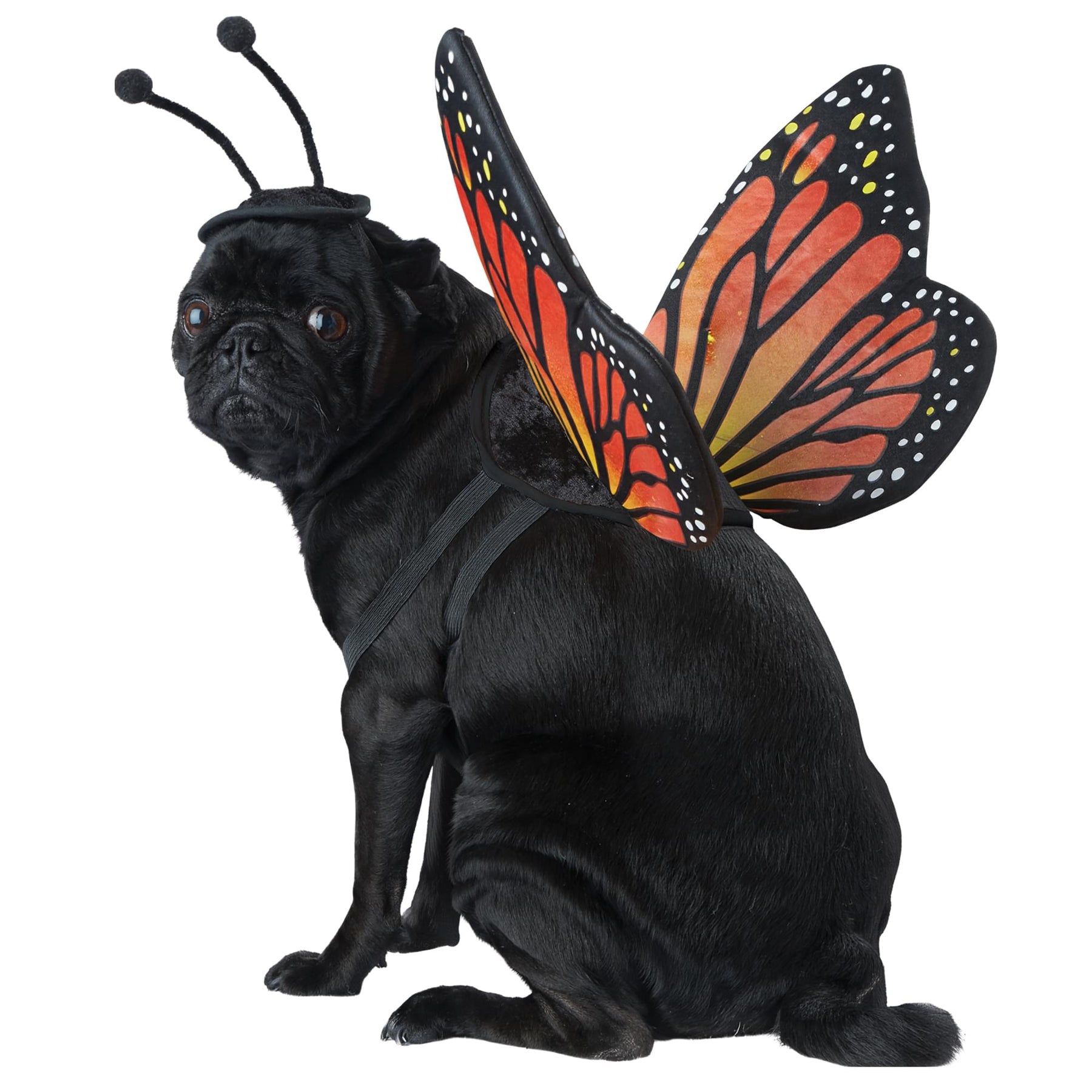 Monarch Butterfly Pet Costume | Medium