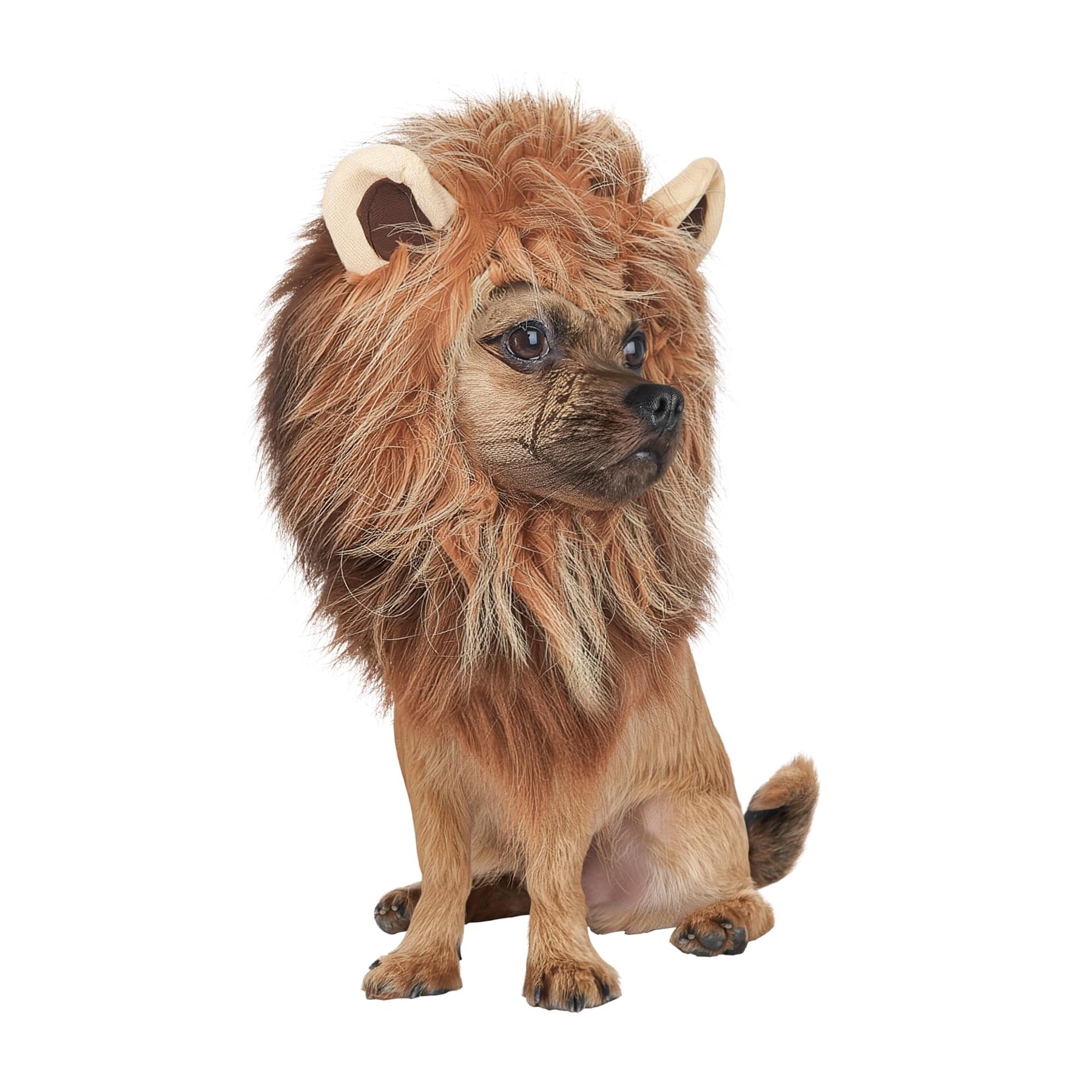 King of the Jungle Lion Dog Costume