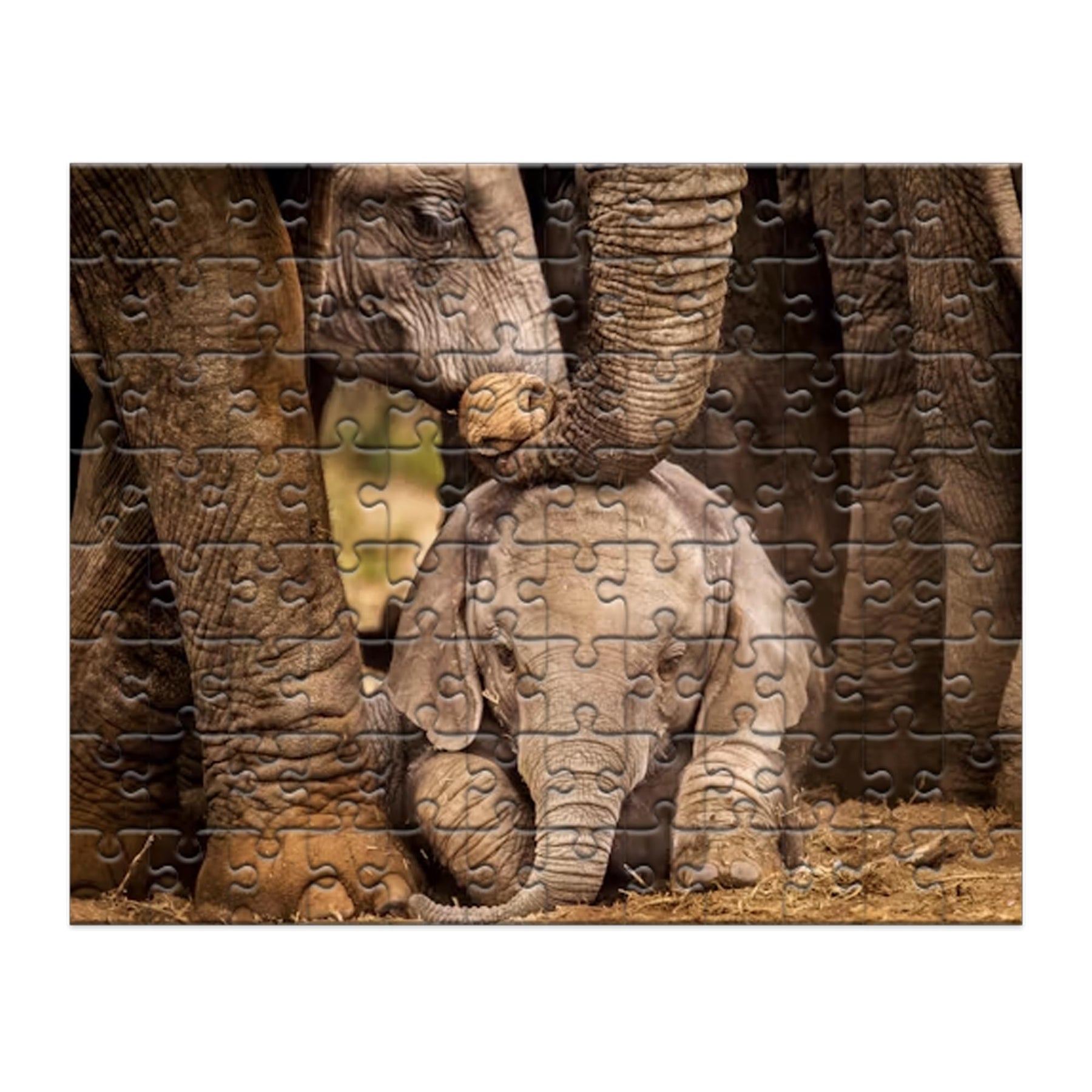 Elephant 100 Piece 100 Piece Photographic Collection Jigsaw Puzzle