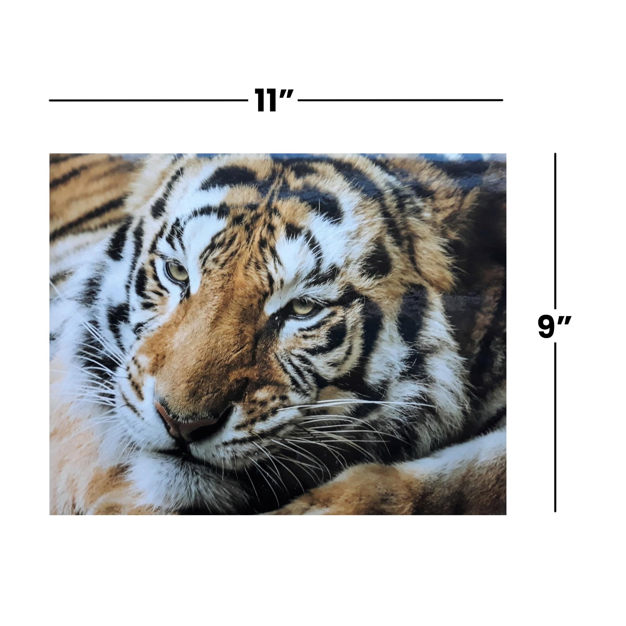 Tiger 100 Piece Photographic Collection Jigsaw Puzzle