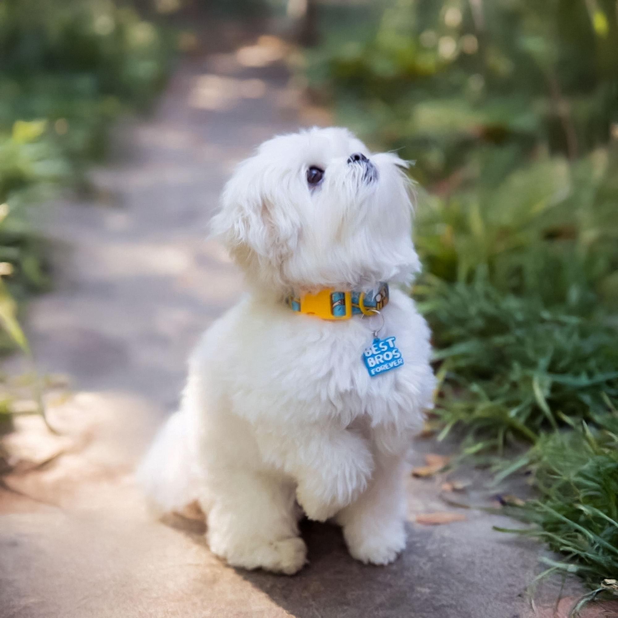 Adventure Time Best Bros! Adjustable Nylon Dog Collar