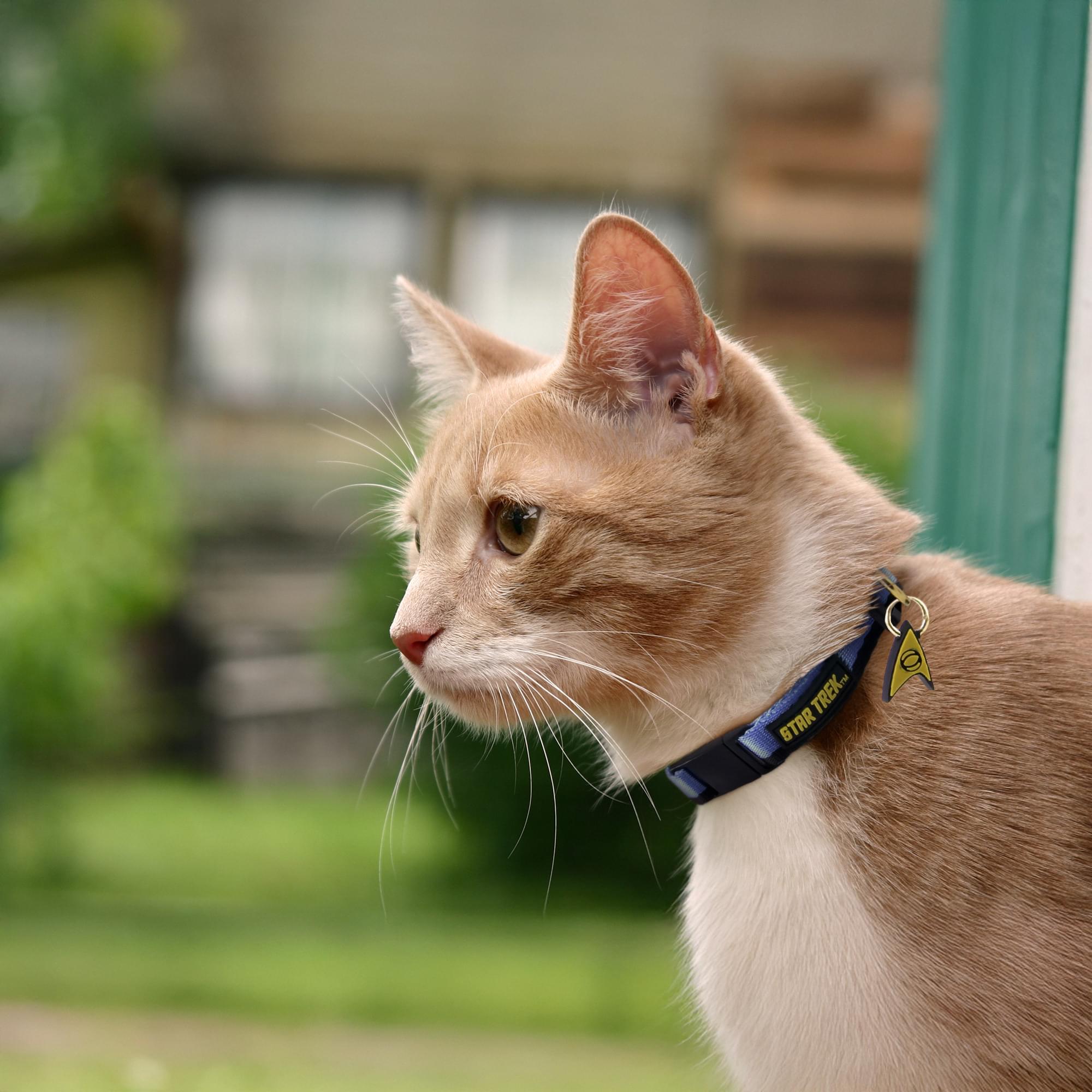 Star Trek Uniform Cat Collar | Blue