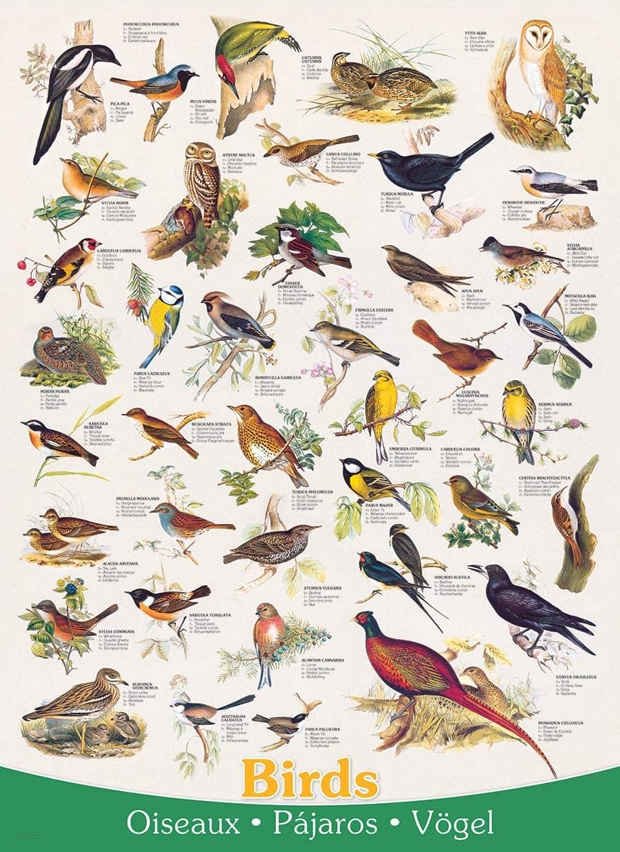 Birds 1000 Piece Jigsaw Puzzle