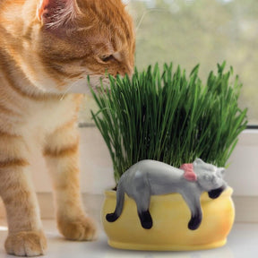 Chia Pet Grass Planter: Snoozy Cat