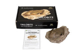 Smithsonian Trilobite in Sandstone Full-Scale Resin Fossil Replica