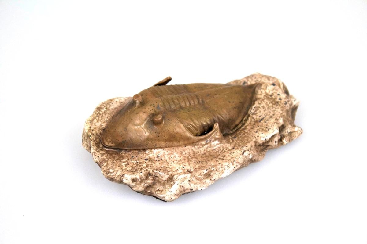 Smithsonian Trilobite in Sandstone Full-Scale Resin Fossil Replica