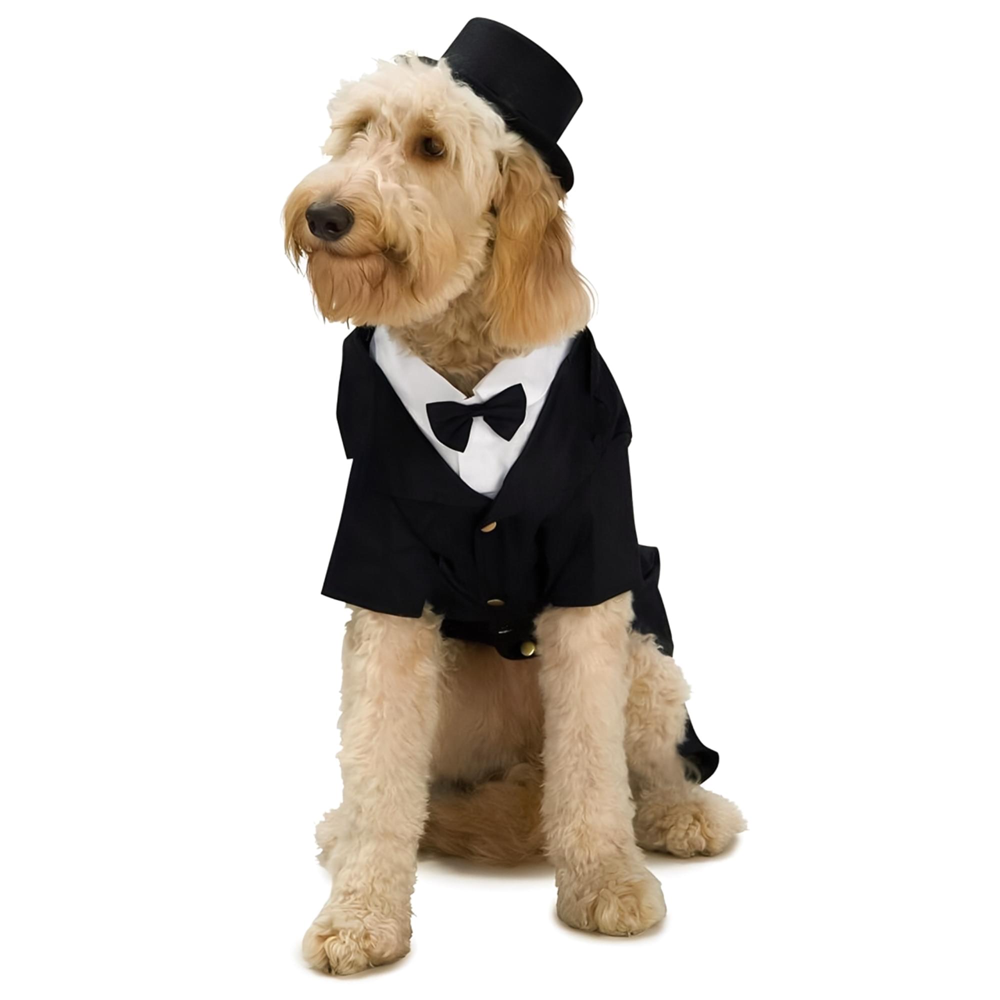 Dapper Dog Back, Chest Adult Costume