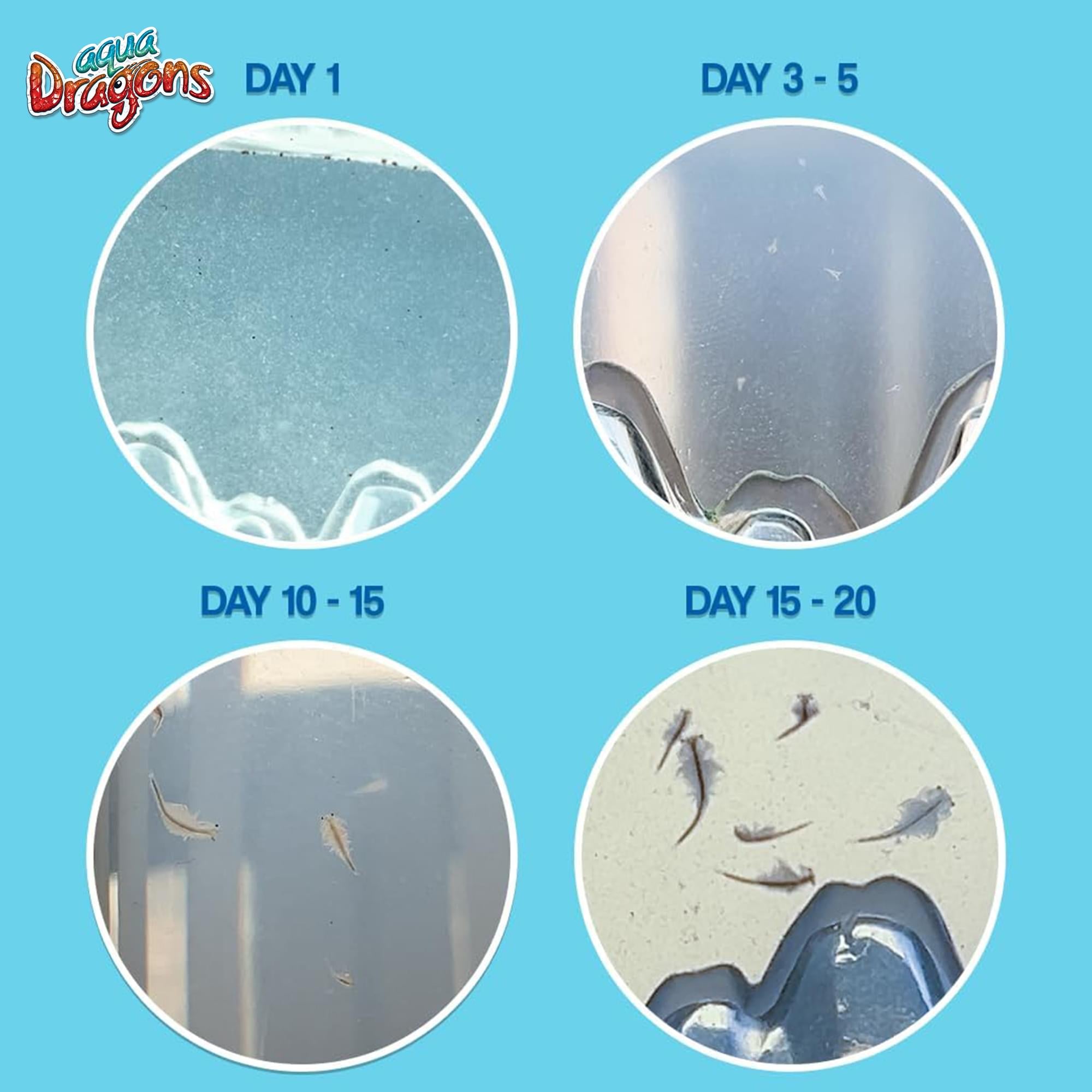 World's Smallest Aqua Dragons, Hatch & Grow Miniature Science Kit