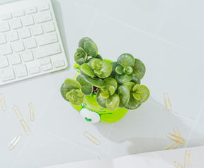 Care Bears Good Luck Bear 5-Inch Ceramic Mini Planter With Artificial Succulent
