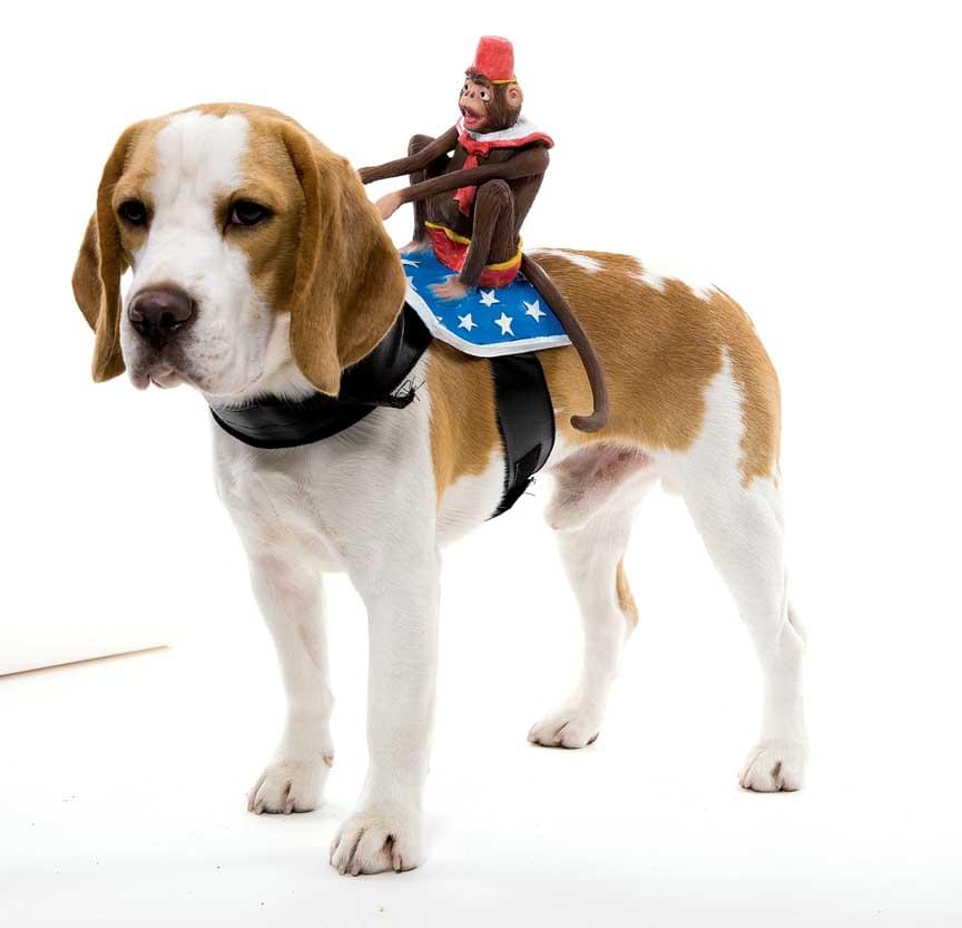 Dog Rider Doggie Costume Monkey