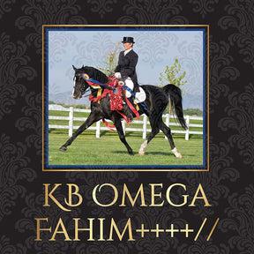 Breyer Traditional 1:9 Scale Model Horse | KB Omega Fahim