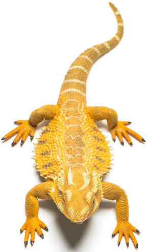 CollectA Wildlife Collection Miniature Figure | Bearded Dragon Lizard