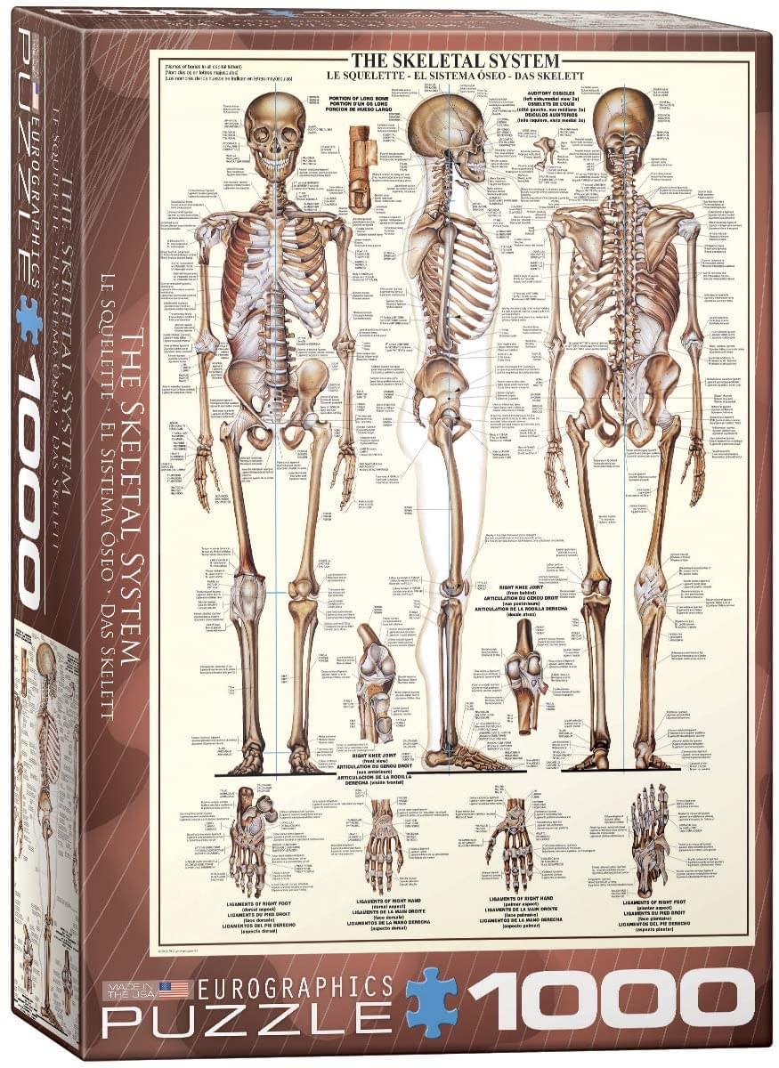 The Skeletal System 1000 Piece Jigsaw Puzzle