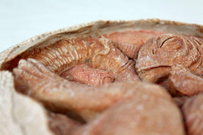 Titanosaur Embryo Resin Replica Dinorama