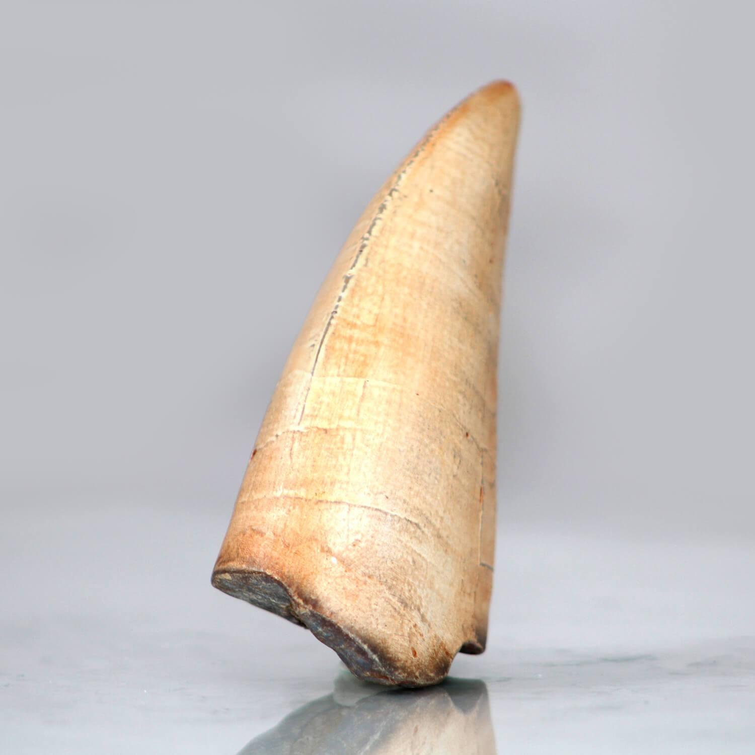 T-Rex Broken Tooth Resin Fossil Replica