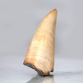 T-Rex Broken Tooth Resin Fossil Replica